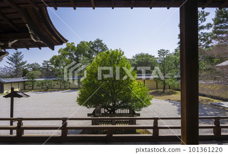 Ukon's Tachibana in front of Daikakuji Shinden, Kyoto 101361220