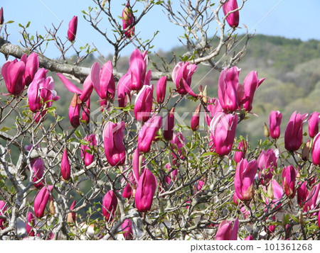 綻放花在盛開的 綻放花在盛開的 101361268