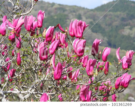 綻放花在盛開的 101361269