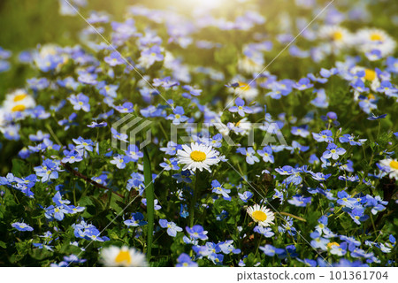 Backlit by sunlight daisy stalks closeup Backlit by sunlight daisy stalks closeup 101361704