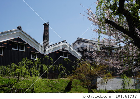 京都伏見酒造和盛開的櫻花 101361738
