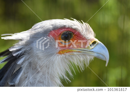 Secretarybird 27 Secretarybird 27 101361817
