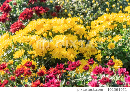 Fresh bright red, purple and yellow chrysanthemums bushes in autumn garden 101361951