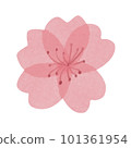 Isolated beautiful hand drawn tender watercolor sakura flower 101361954