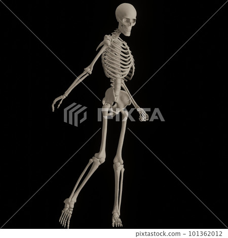 Skeleton of human body posing black back 101362012
