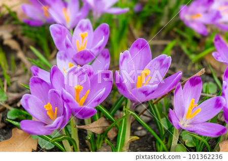 Blooming purple crocus flowers outdoors in a park, garden or forest Blooming purple crocus flowers outdoors in a park, garden or forest 101362236