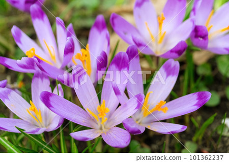 Blooming purple crocus flowers outdoors in a park, garden or forest 101362237