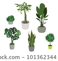 Illustration set of foliage plants 101362344