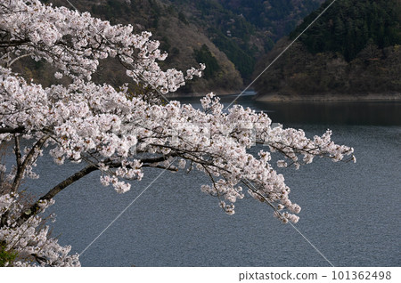 Lake Okutama and cherry blossoms 101362498
