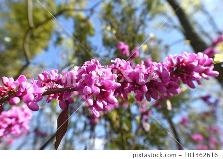 Hana's flower Hana's flower 101362616