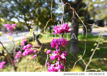 Hana's flower Hana's flower 101362619