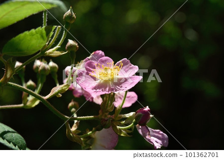 pink rose flower 101362701