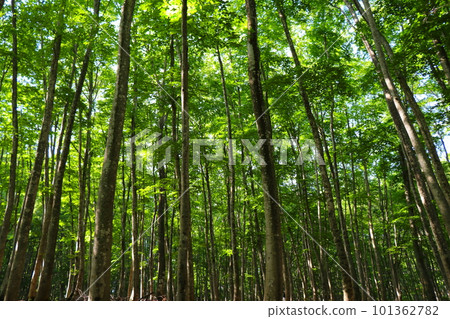 白樺林 101362782