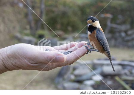 A friendly wild bird (Yamagara) that rides on your hand 101362800