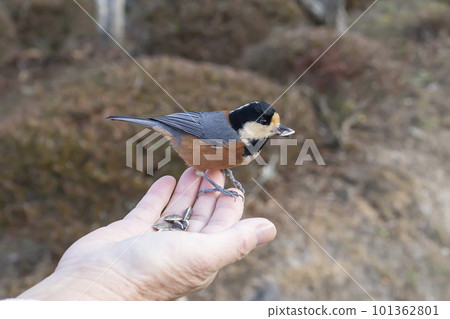 騎在你手上的友好的野鳥(Yamagara) 騎在你手上的友好的野鳥(Yamagara) 101362801
