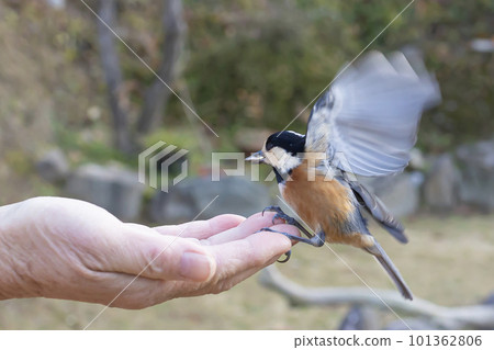 騎在你手上的友好的野鳥（Yamagara） 101362806