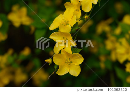 Yellow flower of Yamabuki Yellow flower of Yamabuki 101362820