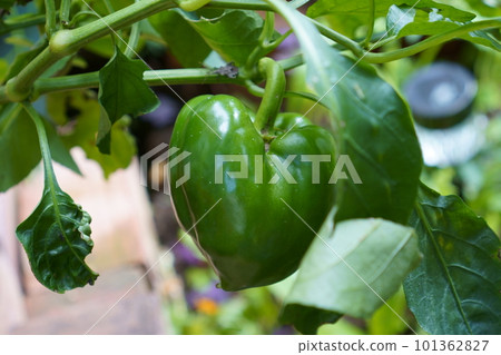 green peppers from home garden 101362827