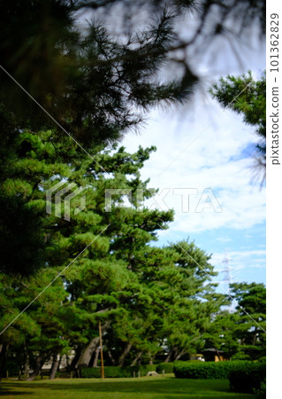 Scenery with pine tree Scenery with pine tree 101362829