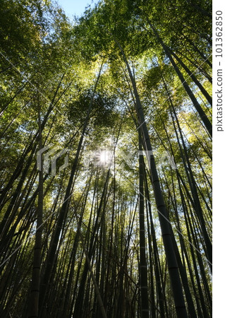 I look up at the bamboo grove I look up at the bamboo grove 101362850