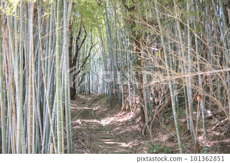 Pass through the bamboo grove 101362851