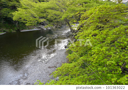 春天的山間溪流被新綠環繞 101363022