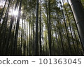 插入燈光 101363045
