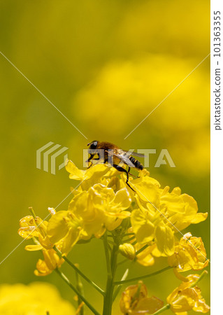 蜜蜂收穫油菜花 101363355
