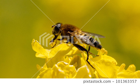蜜蜂收穫油菜花 101363357