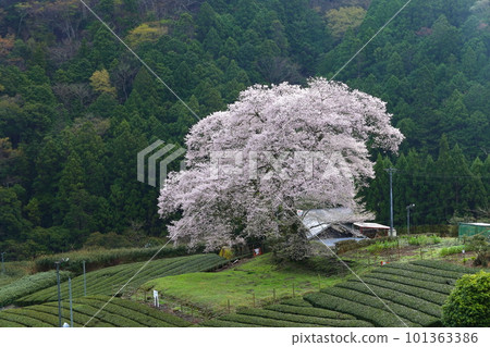 靜岡縣牛代水櫻 靜岡縣牛代水櫻 101363386