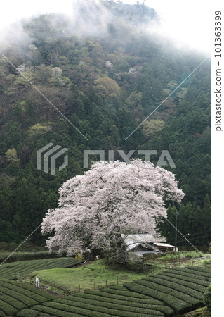 靜岡縣牛代水櫻 靜岡縣牛代水櫻 101363399