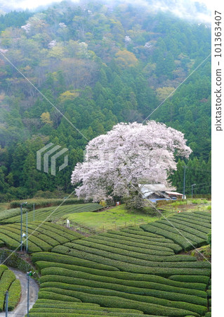 靜岡縣牛代水櫻 靜岡縣牛代水櫻 101363407