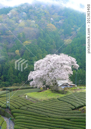 靜岡縣牛代水櫻 101363408