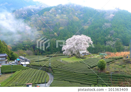 靜岡縣牛代水櫻 靜岡縣牛代水櫻 101363409