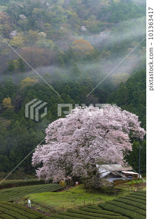 靜岡縣牛代水櫻 101363417