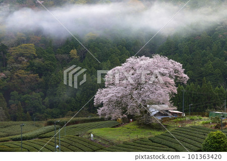 靜岡縣牛代水櫻 101363420