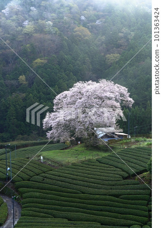 靜岡縣牛代水櫻 靜岡縣牛代水櫻 101363424