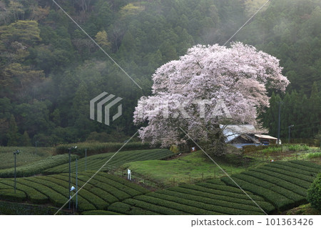 靜岡縣牛代水櫻 靜岡縣牛代水櫻 101363426