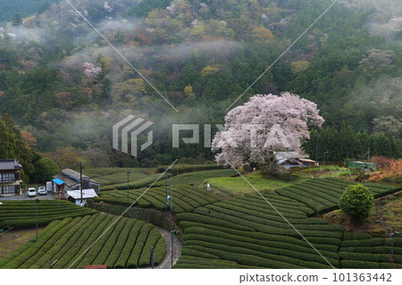 Mizumezakura of Ushishiro Shizuoka Prefecture Mizumezakura of Ushishiro Shizuoka Prefecture 101363442