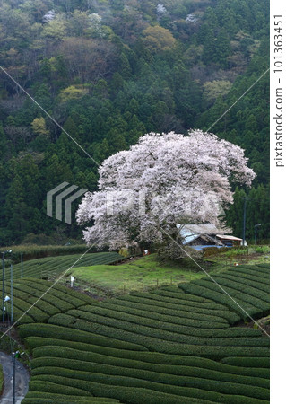 靜岡縣牛代水櫻 靜岡縣牛代水櫻 101363451