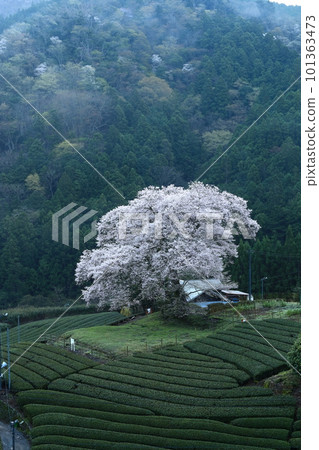 靜岡縣牛代水櫻 靜岡縣牛代水櫻 101363473