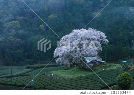 靜岡縣牛代水櫻 靜岡縣牛代水櫻 101363474