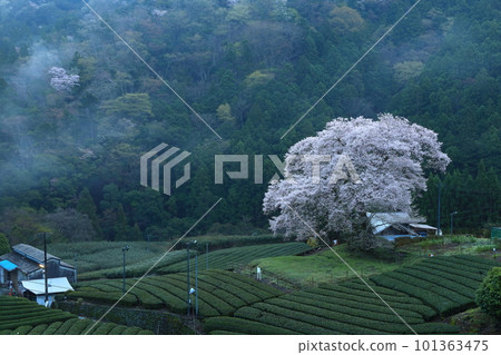 靜岡縣牛代水櫻 靜岡縣牛代水櫻 101363475