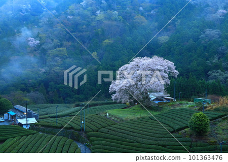 靜岡縣牛代水櫻 靜岡縣牛代水櫻 101363476