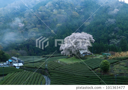 靜岡縣牛代水櫻 靜岡縣牛代水櫻 101363477