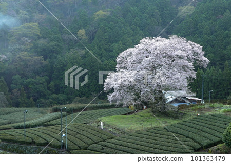 靜岡縣牛代水櫻 靜岡縣牛代水櫻 101363479