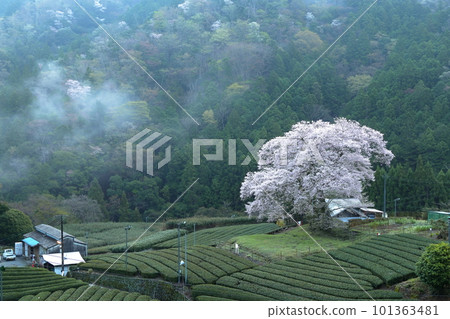 Mizumezakura of Ushishiro Shizuoka Prefecture Mizumezakura of Ushishiro Shizuoka Prefecture 101363481
