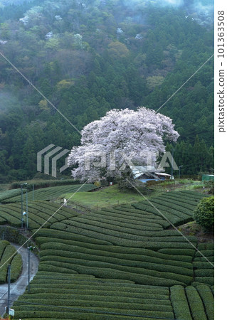 Mizumezakura of Ushishiro Shizuoka Prefecture Mizumezakura of Ushishiro Shizuoka Prefecture 101363508