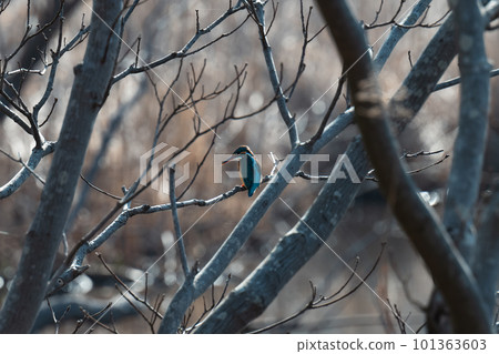 翠鳥棲息在樹枝上 翠鳥棲息在樹枝上 101363603