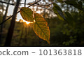 Autumn leaves and sunlight filtering through the trees 101363818